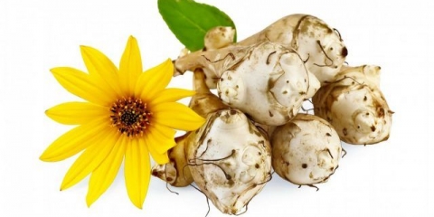 Kada kopati gomolje jeruzalemske artičoke za hranu i skladištenje